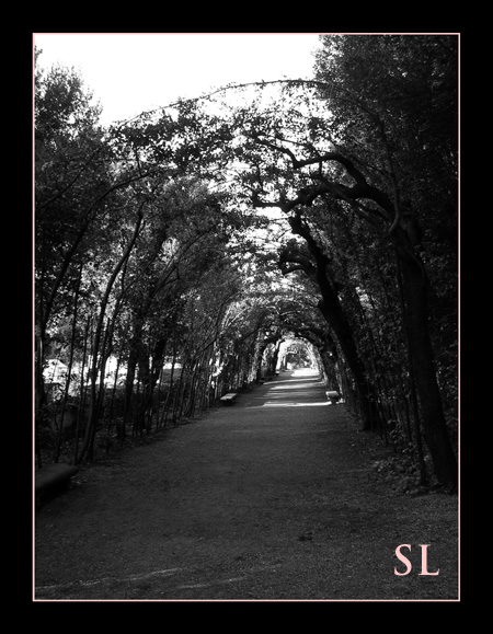 Boboli Gardens Arched Trees
