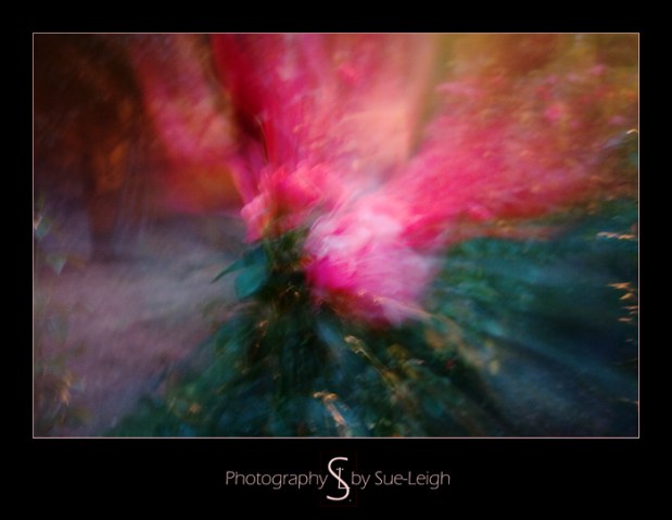 impressionistic roses