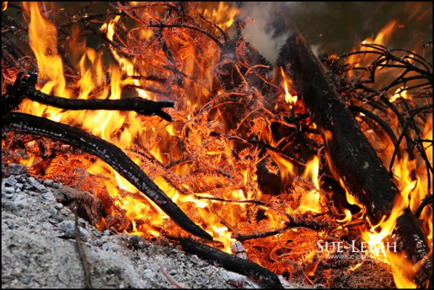 bonfire2 bonfire2